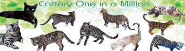 banner van cattery One in a Million