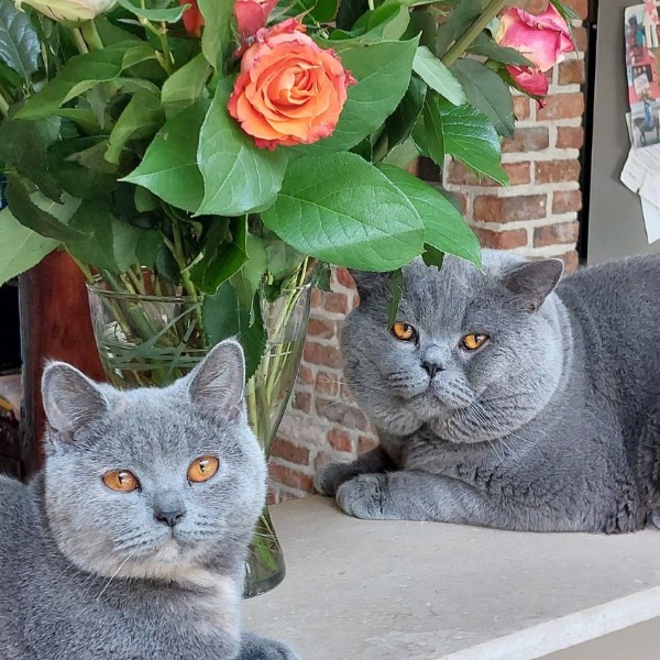 Foto 4 van het  kitten van cattery  of Britt's World op kittentekoop.