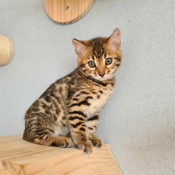 Foto 3 van het  kitten van cattery  One in a Million op kittentekoop.