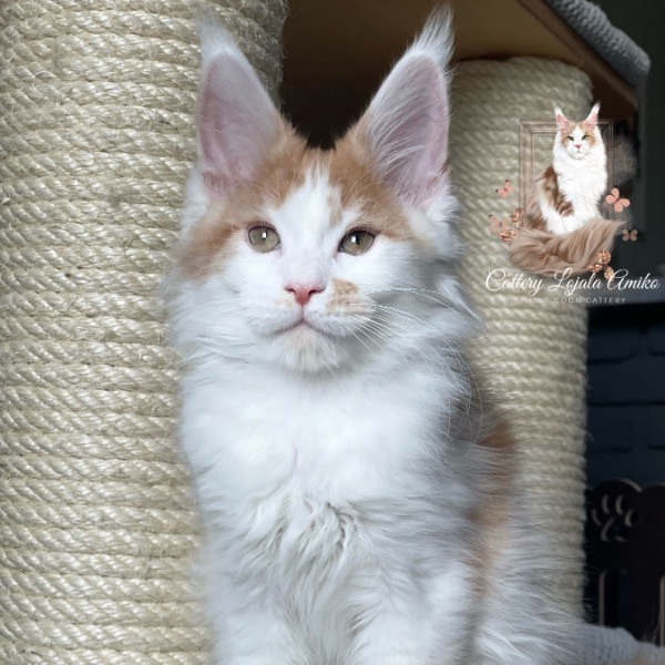 Foto 2 van het  kitten van cattery  of Lojala Amiko op kittentekoop.