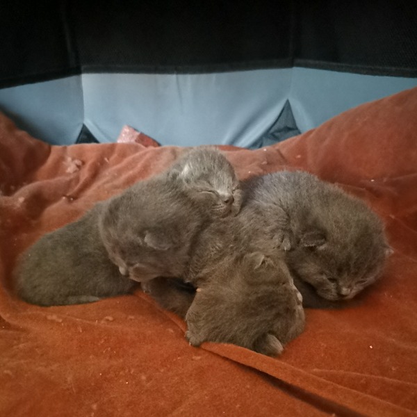 Foto 2 van het  kitten van cattery  Pannawood op kittentekoop.