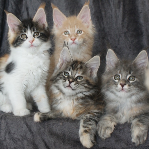 Foto 1 van het  kitten van cattery  of Lojala Amiko op kittentekoop.