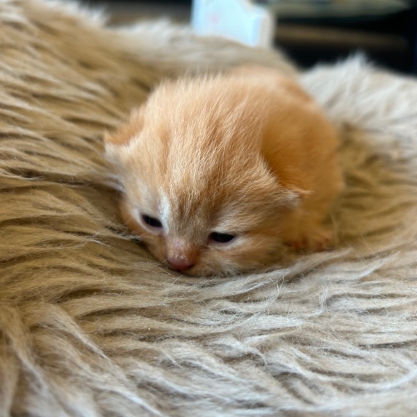 Foto 5 van het  kitten van cattery  Vanden Westhoppe op kittentekoop.