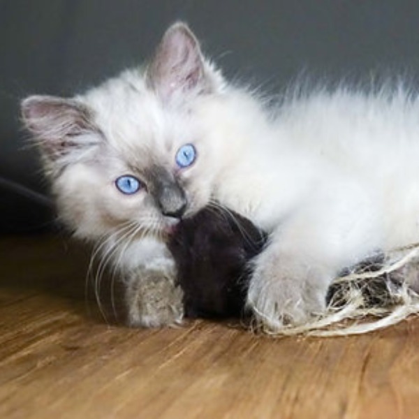 Foto 1 van het  kitten van cattery  Cashmere's Star op kittentekoop.