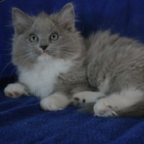 Foto 2 van het  kitten van cattery  Cashmere's Star op kittentekoop.
