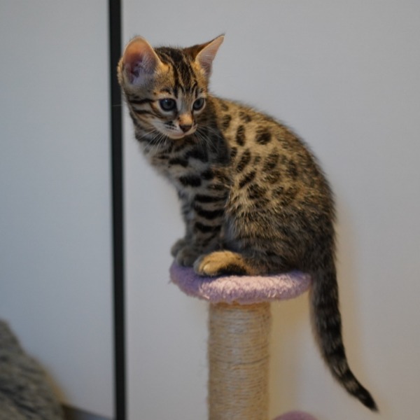 Foto 4 van het  kitten van cattery  Gemofice op kittentekoop.