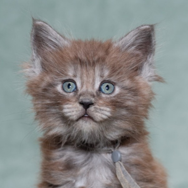 Foto 1 van het  kitten van cattery  Stella Del Mattino's op kittentekoop.