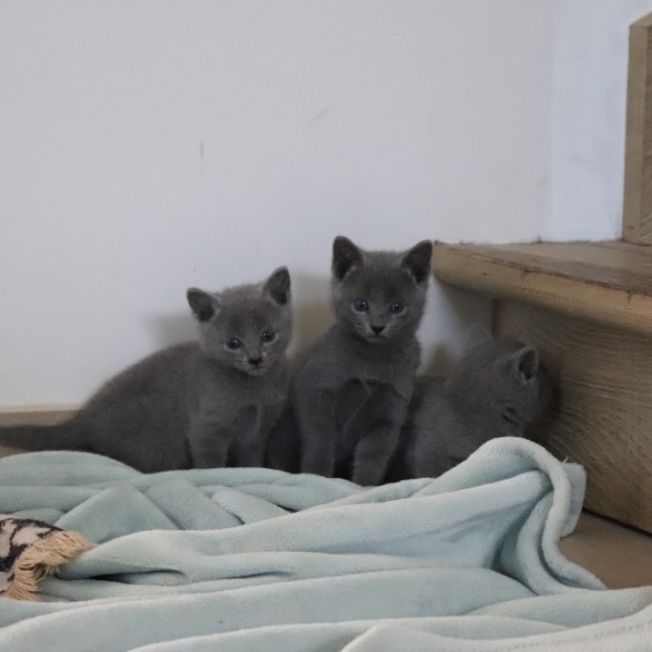 Foto 3 van het  kitten van cattery  Royalkatzz op kittentekoop.