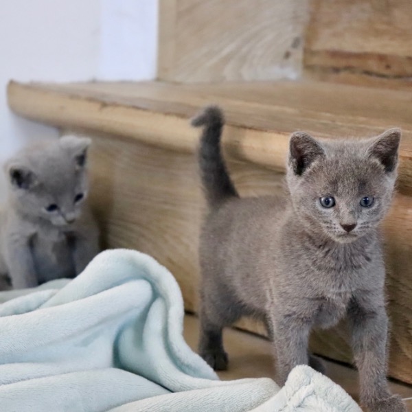 Foto 5 van het  kitten van cattery  Royalkatzz op kittentekoop.