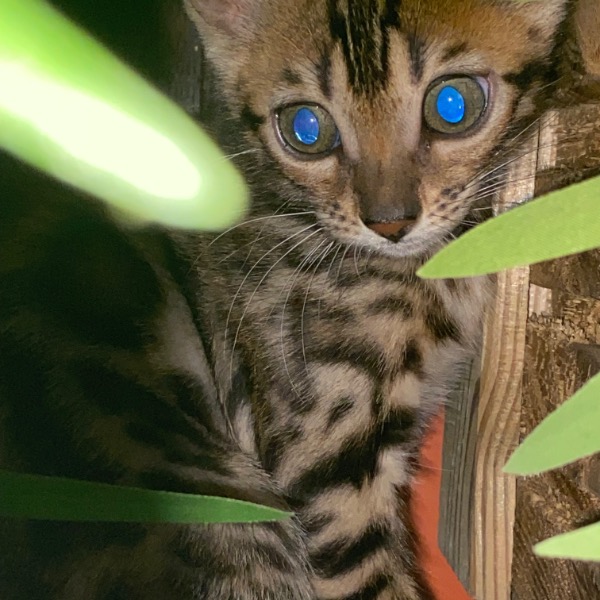 Foto 2 van het  kitten van cattery  Wonderland by Kitty op kittentekoop.