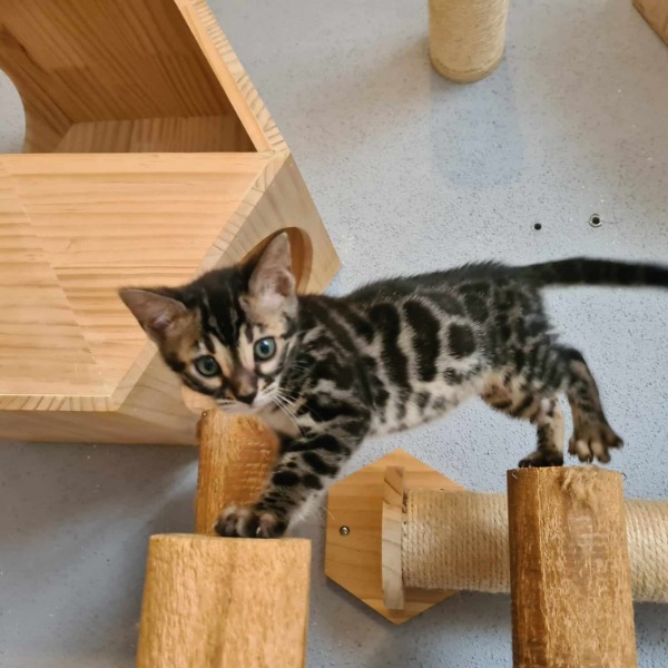 Foto 2 van het  kitten van cattery  One in a Million op kittentekoop.