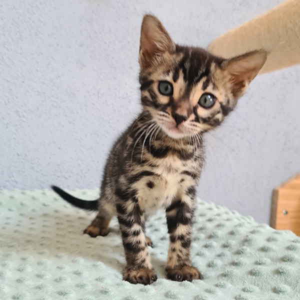 Foto 4 van het  kitten van cattery  One in a Million op kittentekoop.