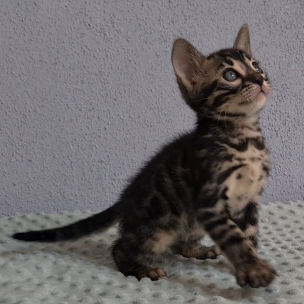 Foto 5 van het  kitten van cattery  One in a Million op kittentekoop.