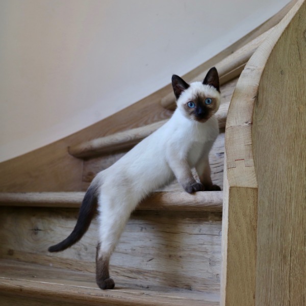 Foto 1 van het  kitten van cattery  Royalkatzz op kittentekoop.
