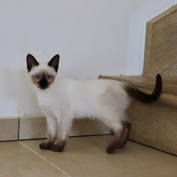 Foto 2 van het  kitten van cattery  Royalkatzz op kittentekoop.