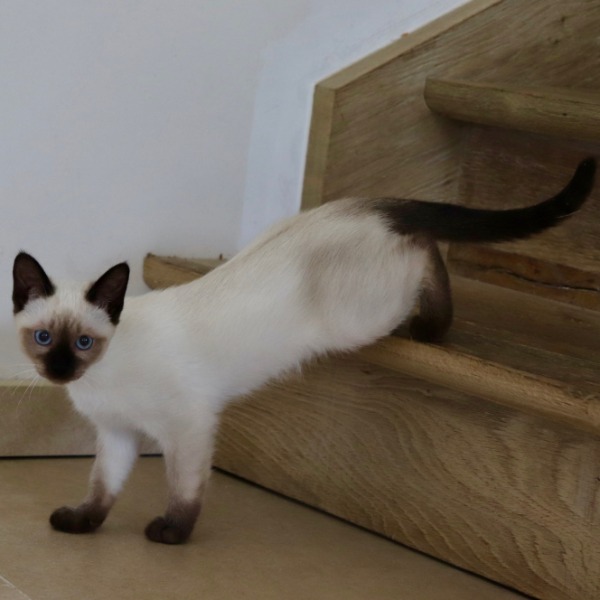 Foto 4 van het  kitten van cattery  Royalkatzz op kittentekoop.