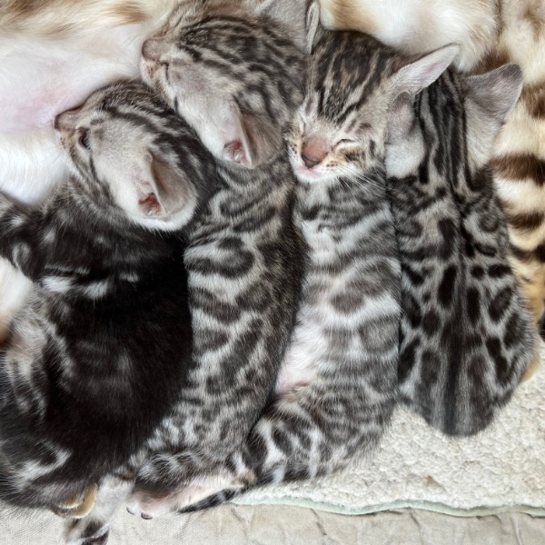 Foto 3 van het  kitten van cattery  Limited Edition op kittentekoop.