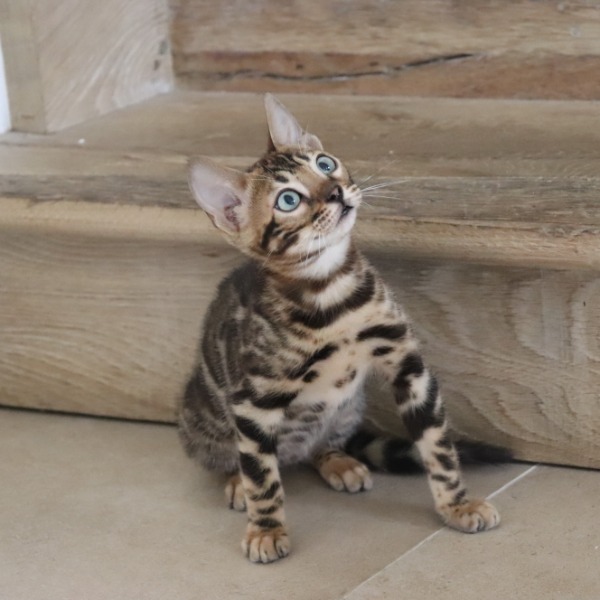 Foto 2 van het  kitten van cattery  Royalkatzz op kittentekoop.