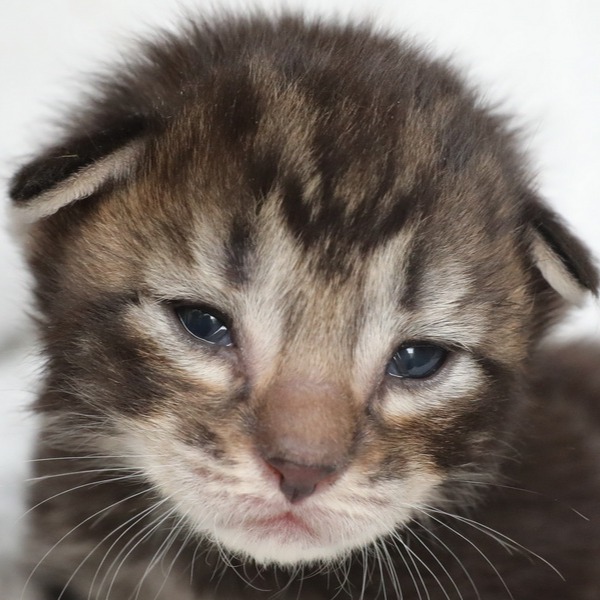 Foto 1 van het  kitten van cattery  Titran's Norsk Skogkatt op kittentekoop.