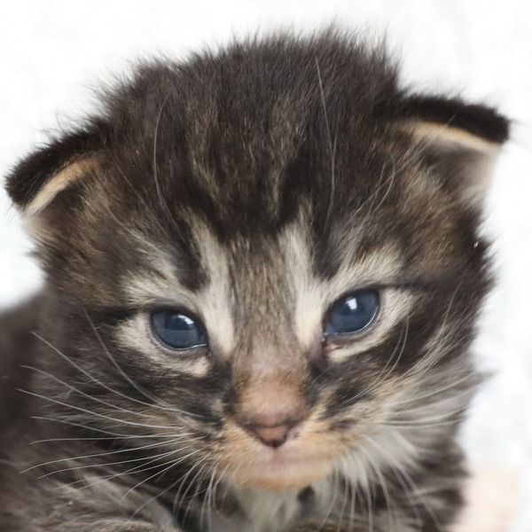 Foto 2 van het  kitten van cattery  Titran's Norsk Skogkatt op kittentekoop.