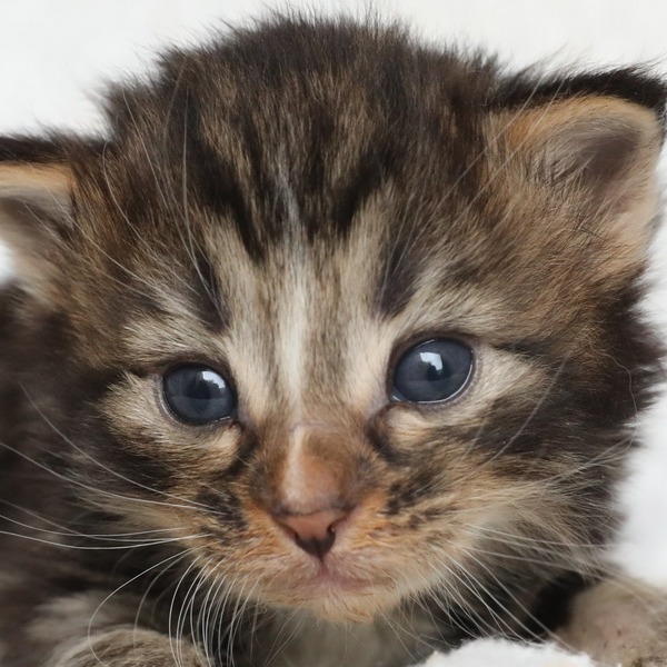 Foto 3 van het  kitten van cattery  Titran's Norsk Skogkatt op kittentekoop.
