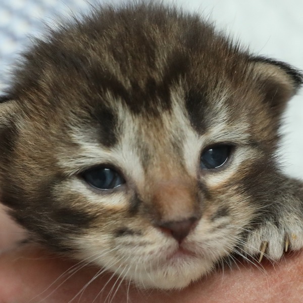 Foto 4 van het  kitten van cattery  Titran's Norsk Skogkatt op kittentekoop.