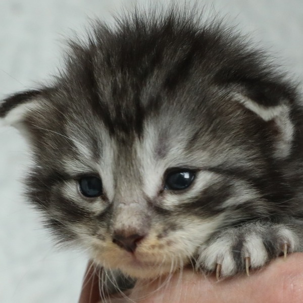 Foto 5 van het  kitten van cattery  Titran's Norsk Skogkatt op kittentekoop.