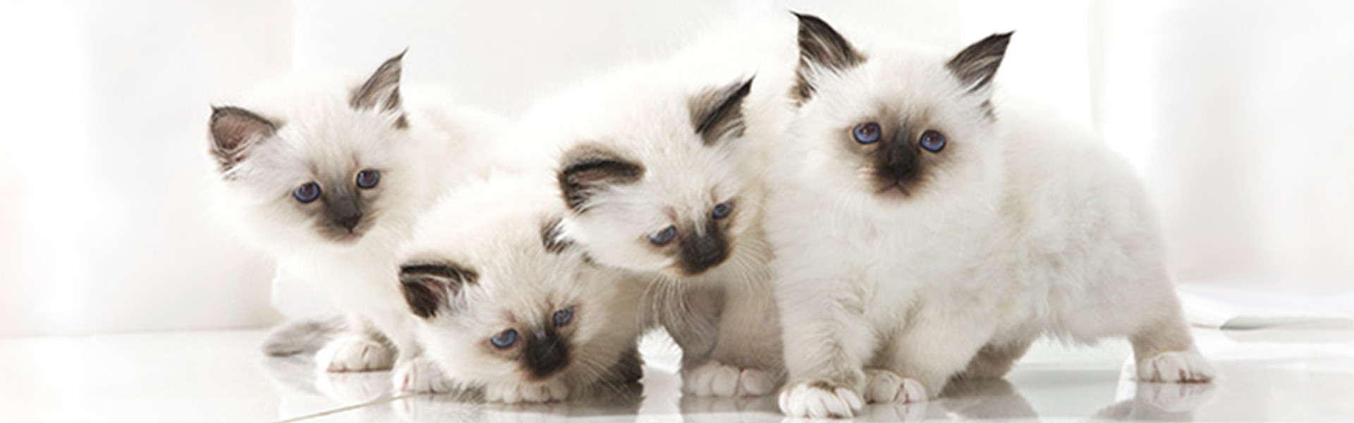 Banner Kittens