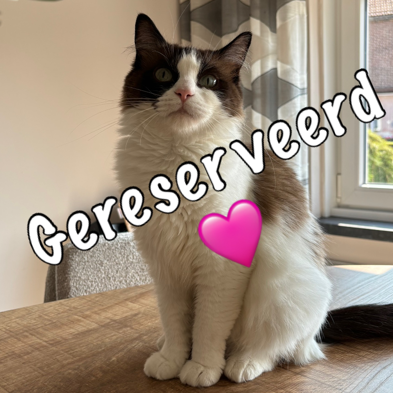 Foto van de poes