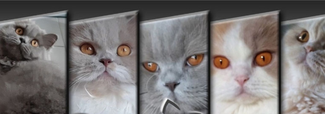 Profiel banner van $member->naam_kittenaccount)}}