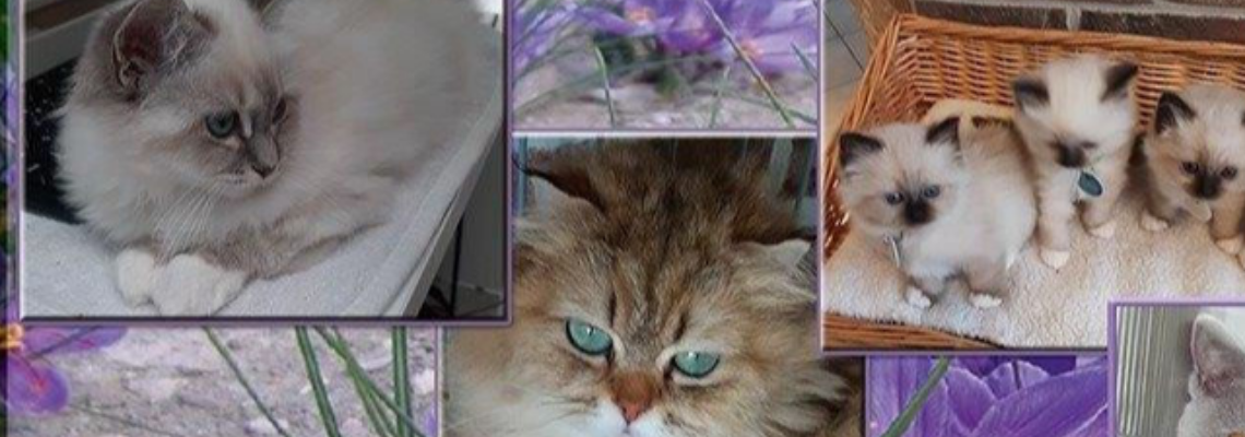 Profiel banner van $member->naam_kittenaccount)}}